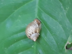 Simpulopsis decussata