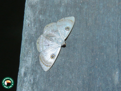 Argyrotome muricolor