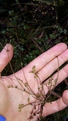 Chaerophyllum ramosum