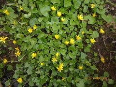 Ficaria verna