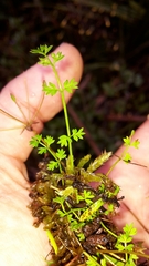 Chaerophyllum ramosum
