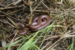Xerotyphlops vermicularis