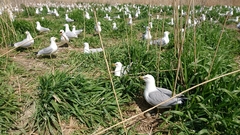 Larus delawarensis