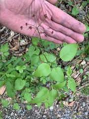 Thaspium trifoliatum trifoliatum