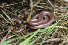 Xerotyphlops vermicularis