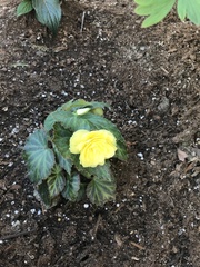 Begonia × tuberhybrida