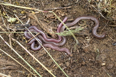 Xerotyphlops vermicularis