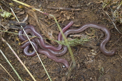 Xerotyphlops vermicularis