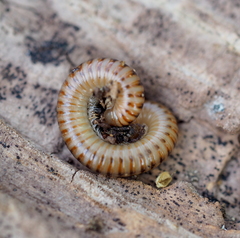 Cylindroiulus luridus