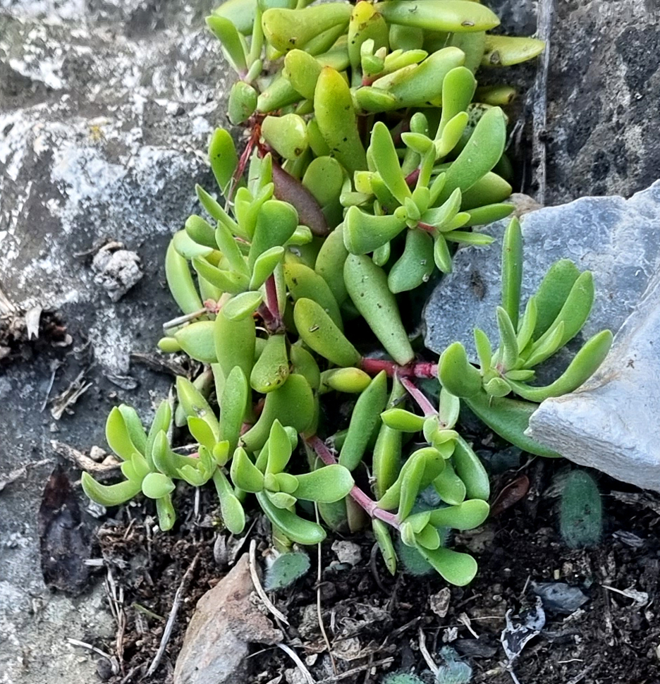 Crassula pubescens