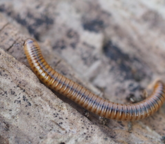 Cylindroiulus luridus