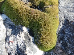 Hypodontium pomiforme