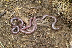Xerotyphlops vermicularis
