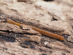 Cylindroiulus luridus