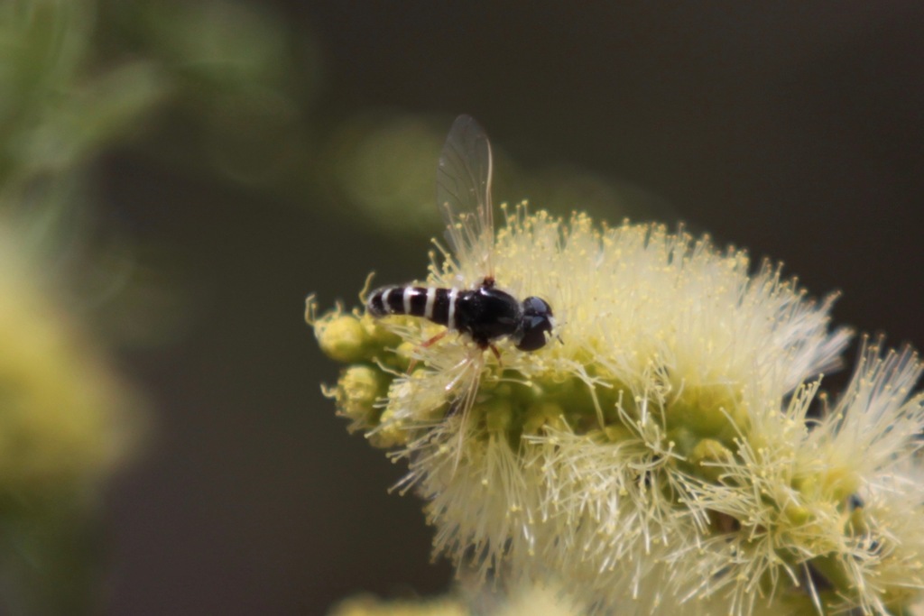 Amphicosmus