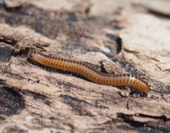 Cylindroiulus luridus