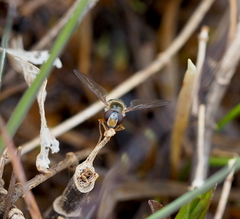 Epistrophella euchroma