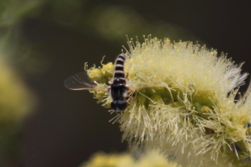 Amphicosmus