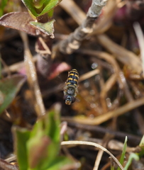 Epistrophella euchroma