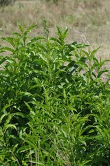 Cestrum laevigatum