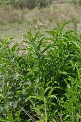 Cestrum laevigatum