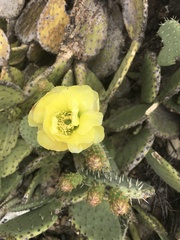 Opuntia leucotricha