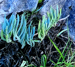 Curio ficoides