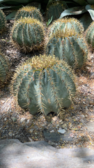 Ferocactus glaucescens