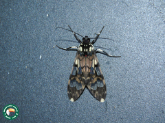 Hyaleucerea vulnerata