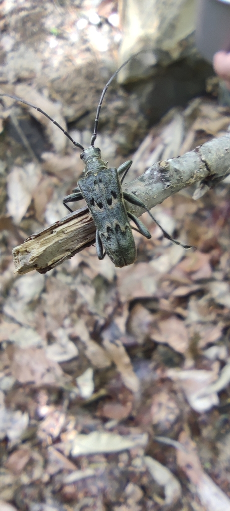 Neoxymirus