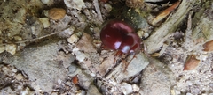 Chrysolina porphyrea