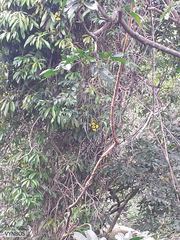 Acridocarpus natalitius natalitius