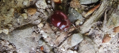 Chrysolina porphyrea