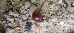 Chrysolina porphyrea