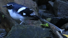 Enicurus schistaceus