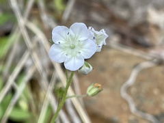 Phacelia dubia