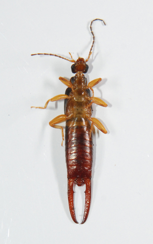 Spongiphoridae image