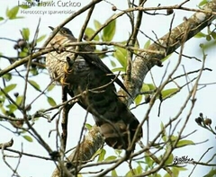 Hierococcyx sparverioides