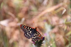 Euphydryas chalcedona chalcedona