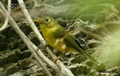 Phylloscopus whistleri