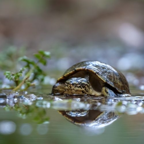 Mexican Mud Turtle, Arroyo, Jardin Mexicano, Unnamed Road, Colinas de San Javier, 44660 Guadalajara, Jal., México, photo 5 of 10