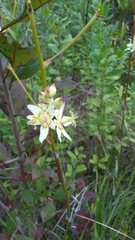Melanthieae