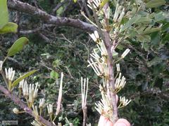Lorantheae