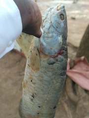 Heterotis niloticus