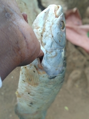 Heterotis niloticus