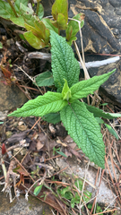 Eupatorium perfoliatum