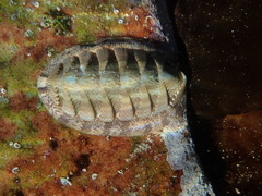 Rhyssoplax polita