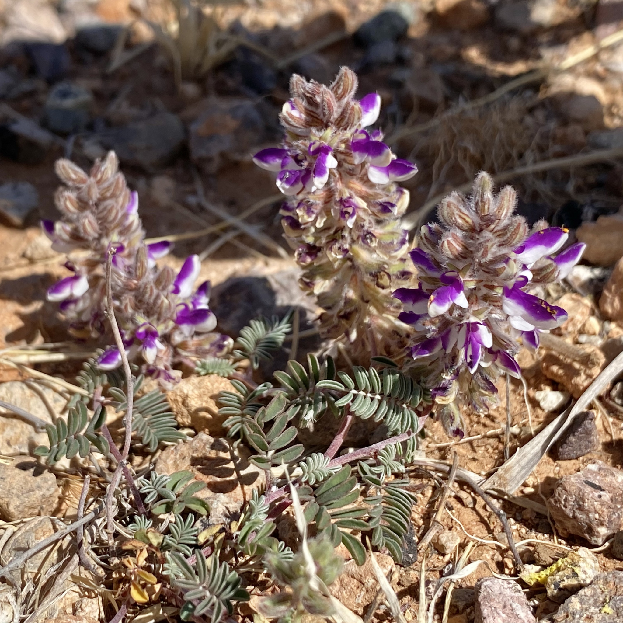 Marina calycosa