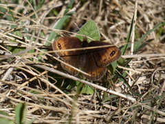 Erebia triarius