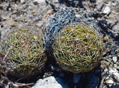 Coryphantha pseudoradians